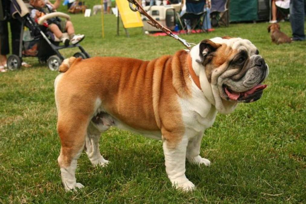 Las 10 razas de perros más caras del mundo