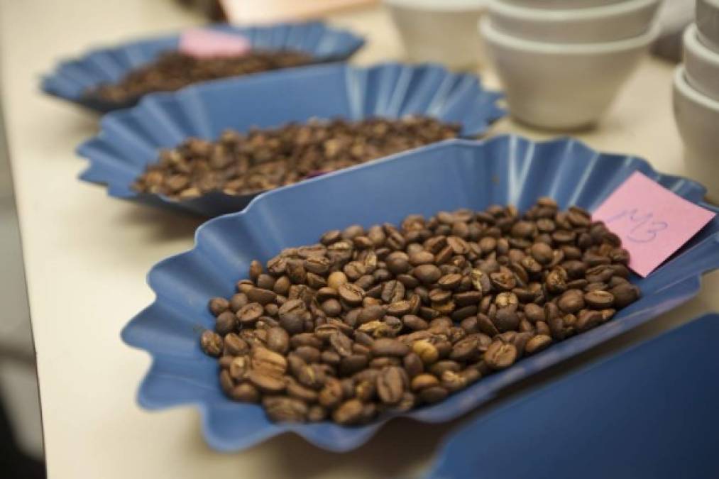 Conozca la hermosa tierra con olor a café