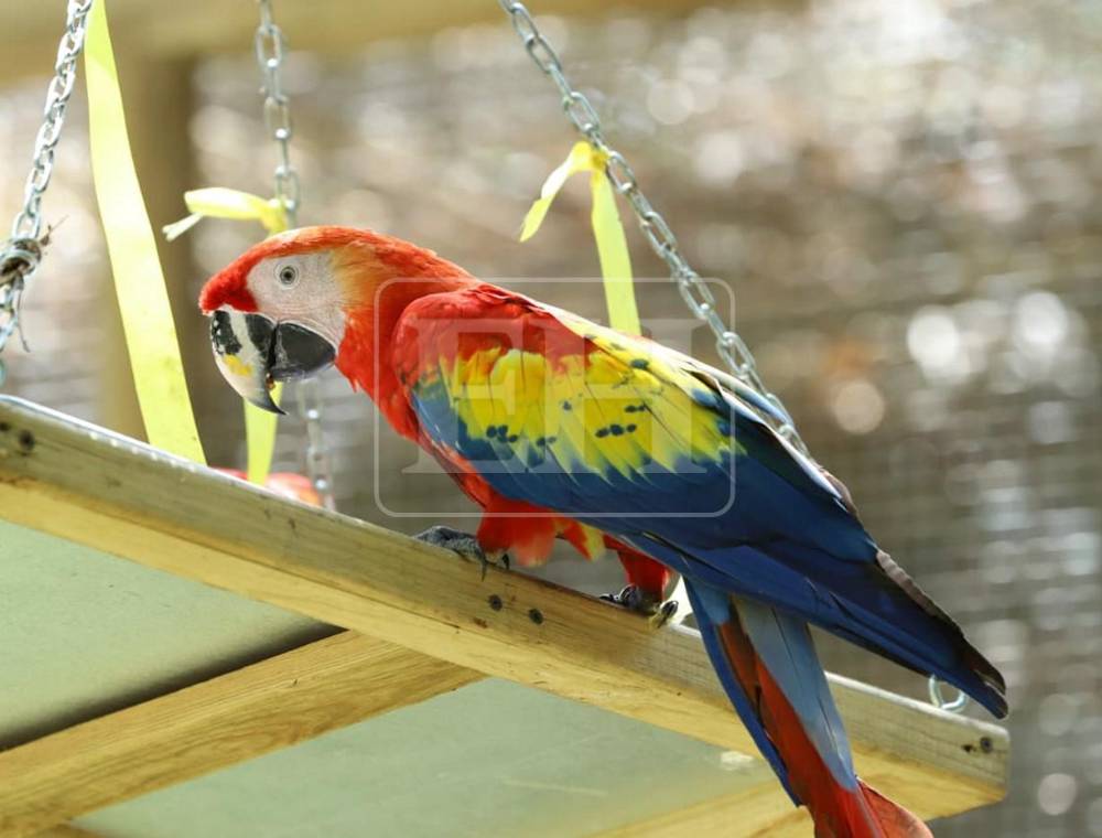 Siete Ara macaos más vuelan libres en cuenca del Río Cangrejal
