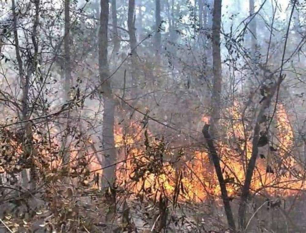 Las investigaciones de las autoridades del Instituto de Conservación Forestal (ICF) han identificado que el 79% de incendios forestales son provocados por el humano.