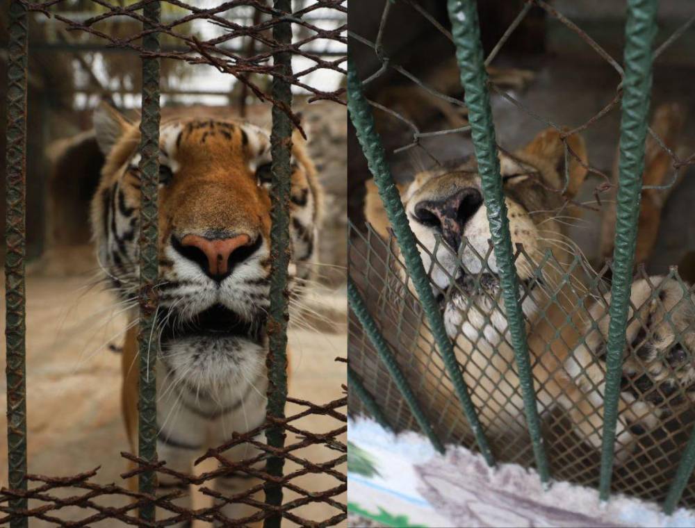 Pese a su majestuosidad y tratarse de especies exóticas, 10 tigres y 10 leones podrían ser sacrificados debido a la crisis que existe en el Zoológico Joya Grande.