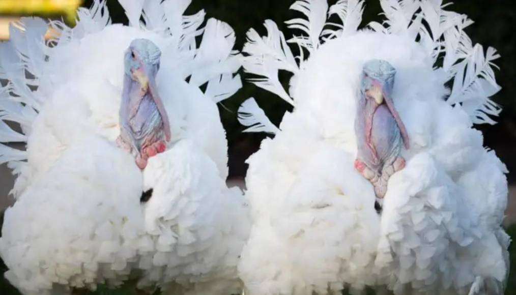 15 datos curiosos de Thanksgiving que debes conocer