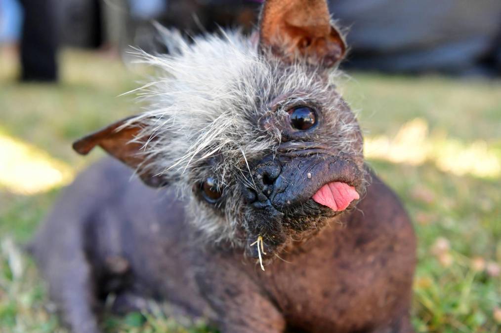 FOTOS: Mr. Happy Face, así es el perro más feo del mundo