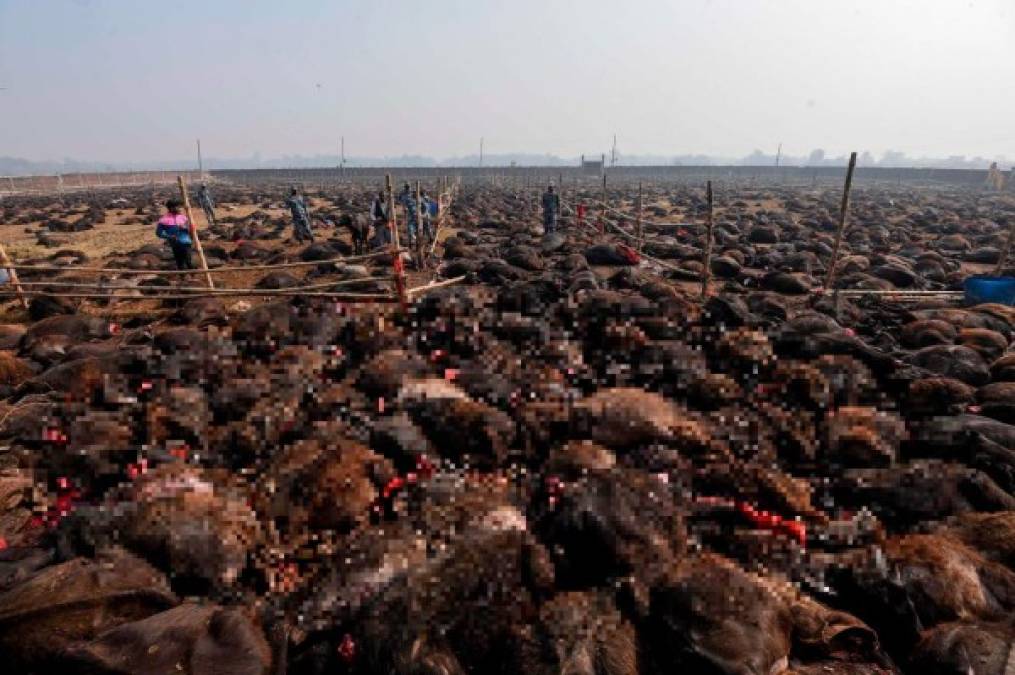 FOTOS: El dantesco ritual en el que degollaron a 300 mil animales en Nepal