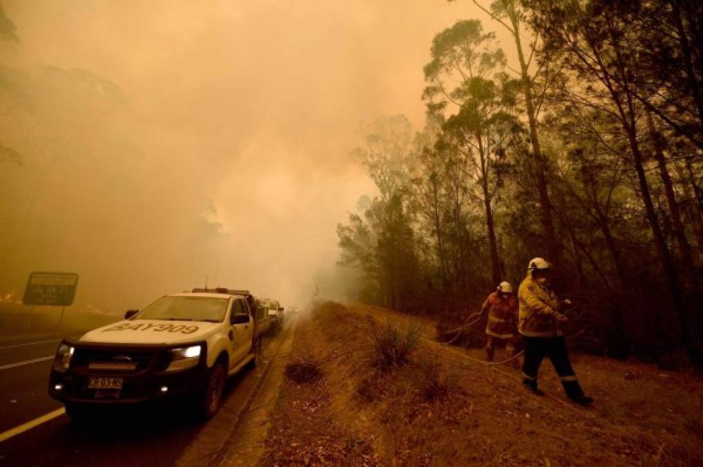 Bomberos desesperados, mientras los animales huyen: el drama de los incendios en Australia