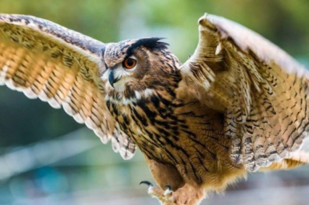 Cinco aves peligrosas para los humanos: algunas han llegado a matar