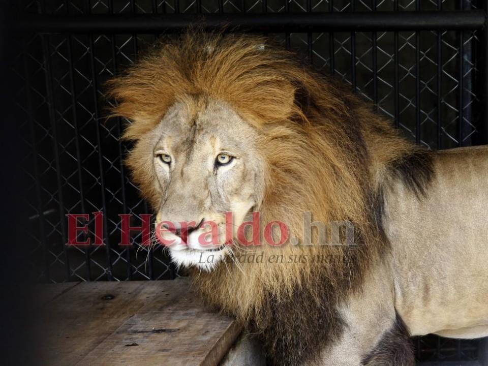 Simba, el gran león del zoológico Rosy Walther que atacó a un imprudente visitante