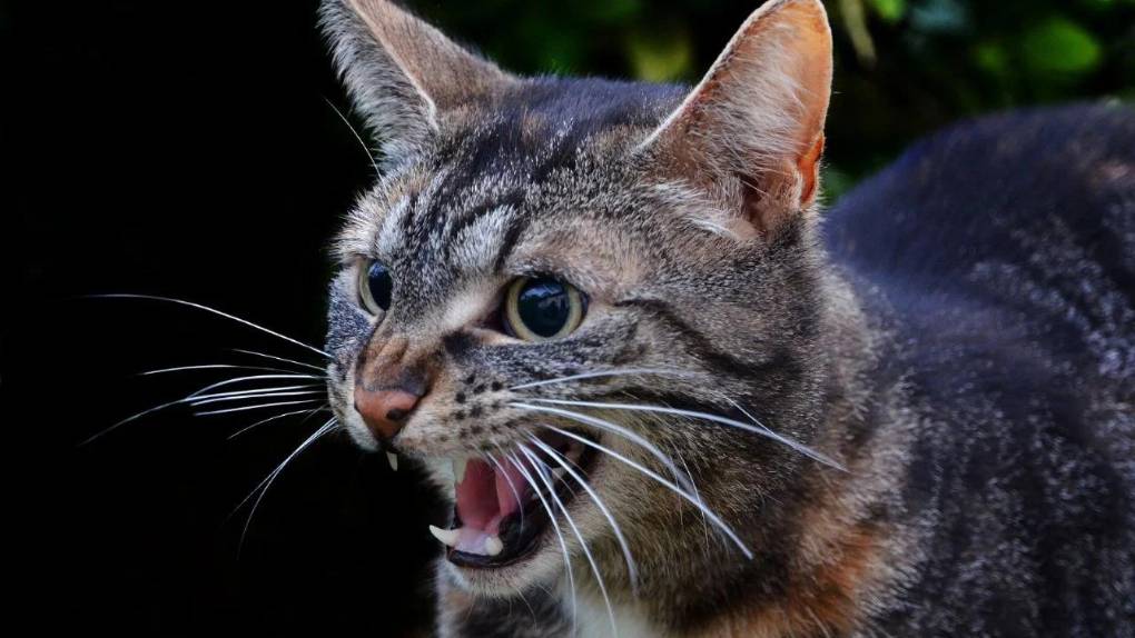 Rabia transmitida por murciélago: lo que se sabe de la muerte de niño hondureño por mordedura de un gato