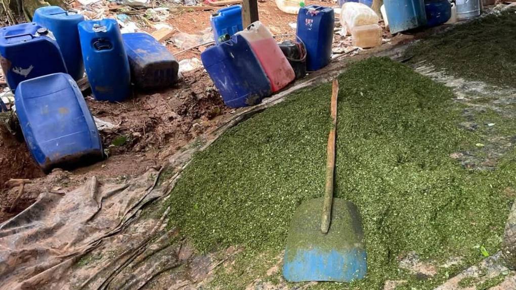 Hojas secas, molidas y plantas de coca: incineran narcolaboratorio en Limones, Catacamas