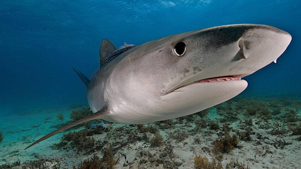 Un tiburón ayudó a resolver un crimen casi perfecto en Australia ¿Cómo lo hizo?