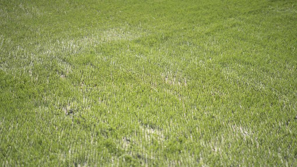 ¡Una lindura! Así quedó la grama híbrida en el estadio Morazán