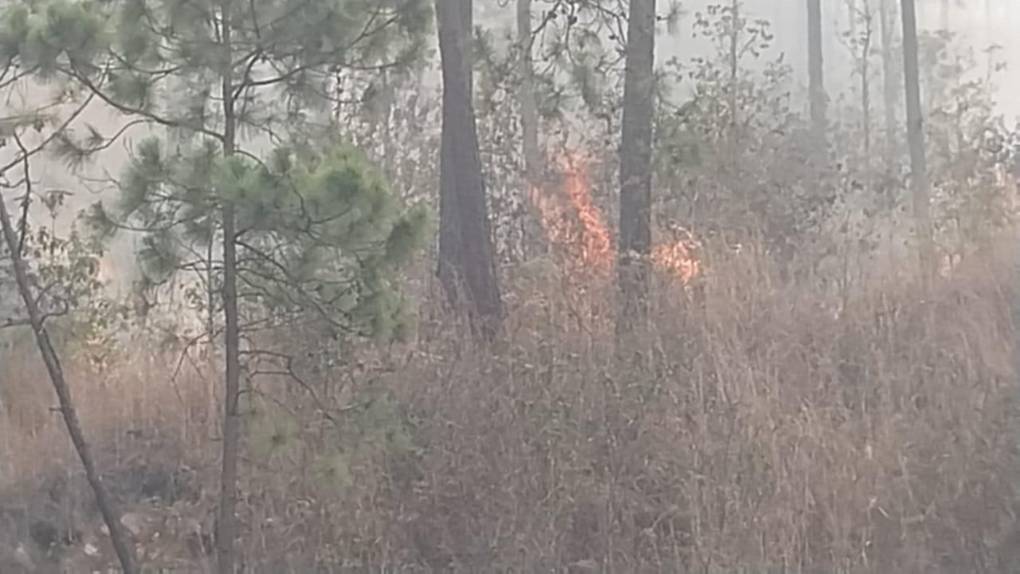 Así consume el bosque incendio desatado en el cerro de Uyuca