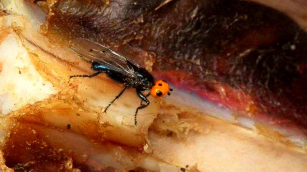 Moscas carnívoras: Todo lo que debes saber sobre este insecto que se creía extinto