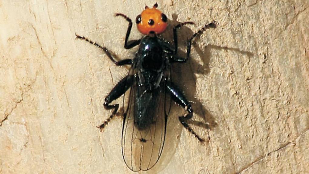 Moscas carnívoras: Todo lo que debes saber sobre este insecto que se creía extinto