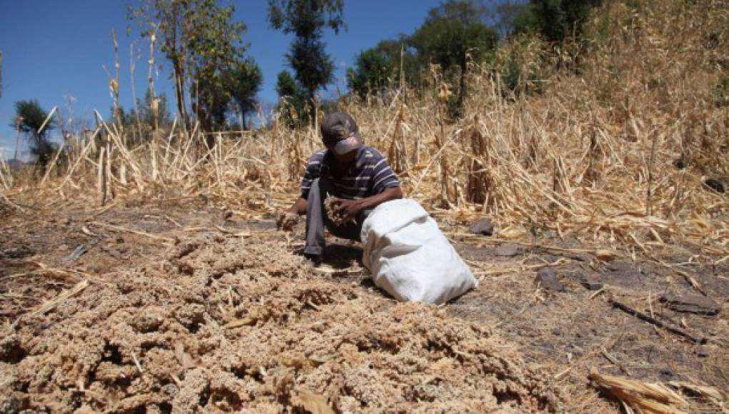 $!La sequía o el exceso de lluvia en algunas regiones han ocasionado daños en los cultivos, al punto de provocar una crisis alimentaria. El corredor seco es el más afectado por sequía.