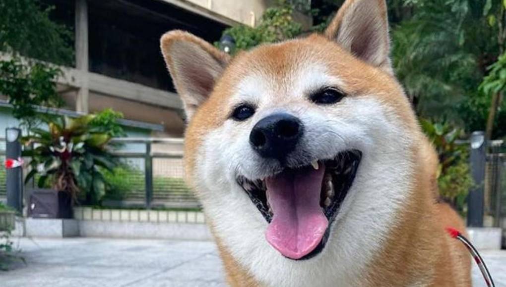 Muere Balltze, el famoso perrito que conquistó con sus stickers y memes