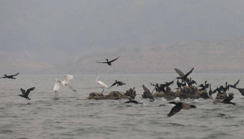 Así es la “isla de patos” que están devorando los peces y afectando a pescadores en la represa ‘El Cajón’