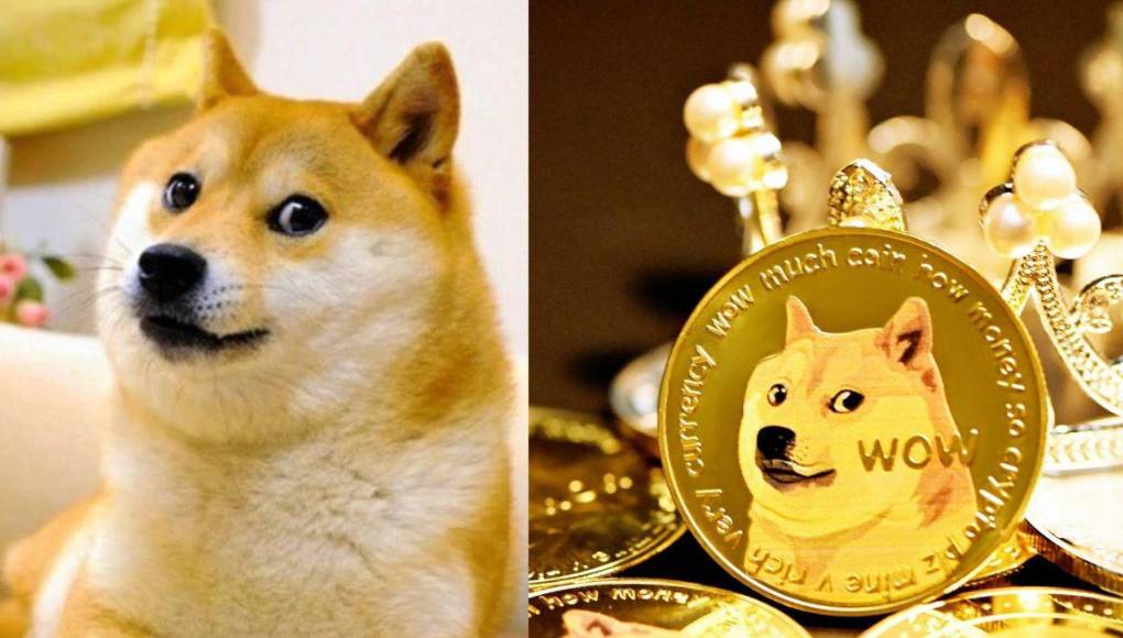 Muere Kabosu, la famosa perra detrás del meme Doge y la criptomoneda Dogecoin