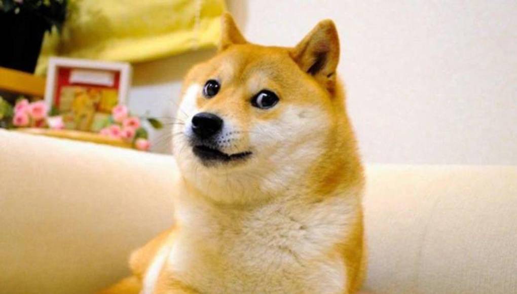 Muere Kabosu, la famosa perra detrás del meme Doge y la criptomoneda Dogecoin