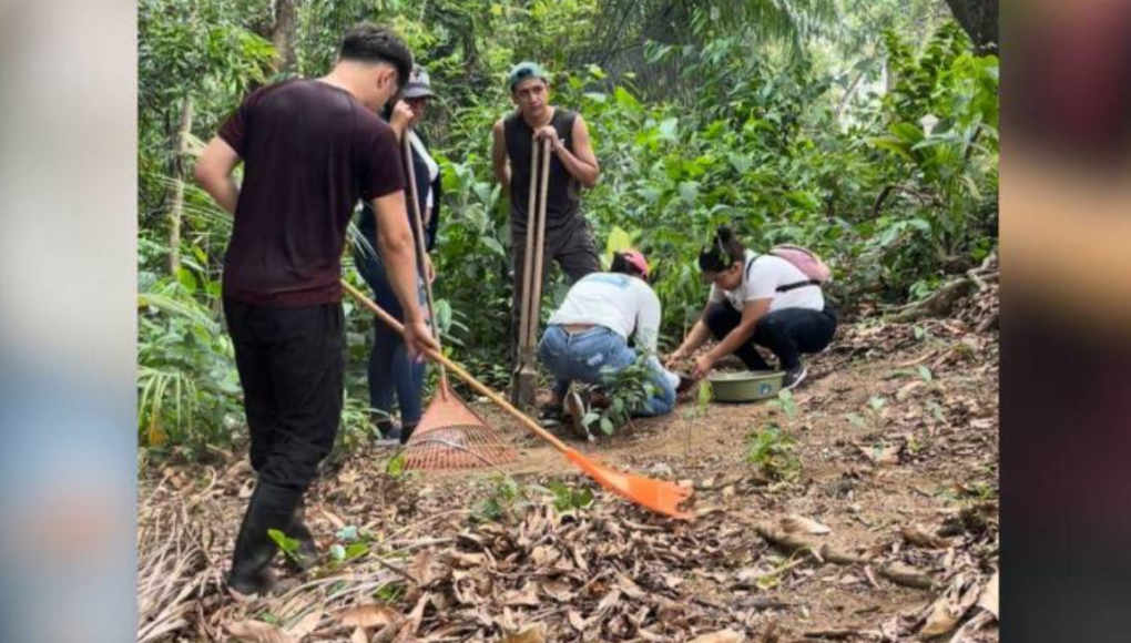 ¡Únete a la causa! Influencer hondureño crea campaña para plantar árboles