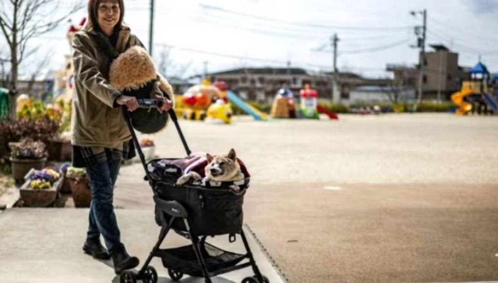 Muere Kabosu, la famosa perra detrás del meme Doge y la criptomoneda Dogecoin