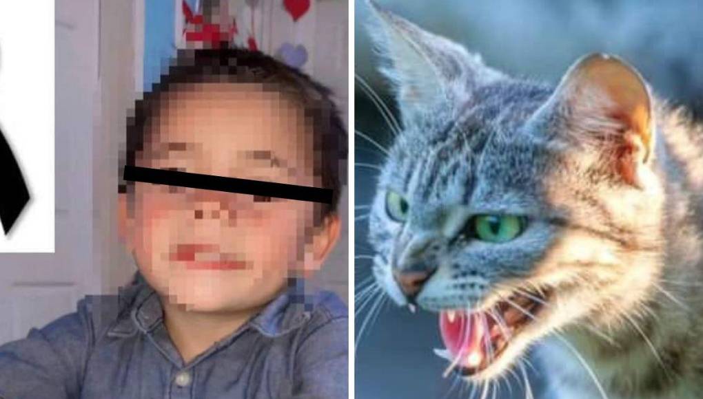 Rabia transmitida por murciélago: lo que se sabe de la muerte de niño hondureño por mordedura de un gato
