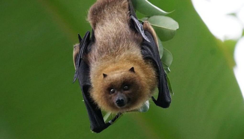 Rabia transmitida por murciélago: lo que se sabe de la muerte de niño hondureño por mordedura de un gato