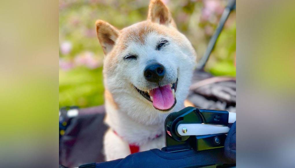 Muere Kabosu, la famosa perra detrás del meme Doge y la criptomoneda Dogecoin