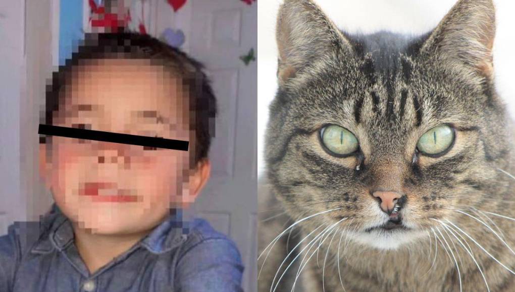 Rabia transmitida por murciélago: lo que se sabe de la muerte de niño hondureño por mordedura de un gato