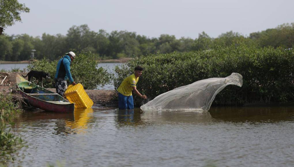 Con lagunas deterioradas y miedo a invertir: la realidad de los productores del camarón