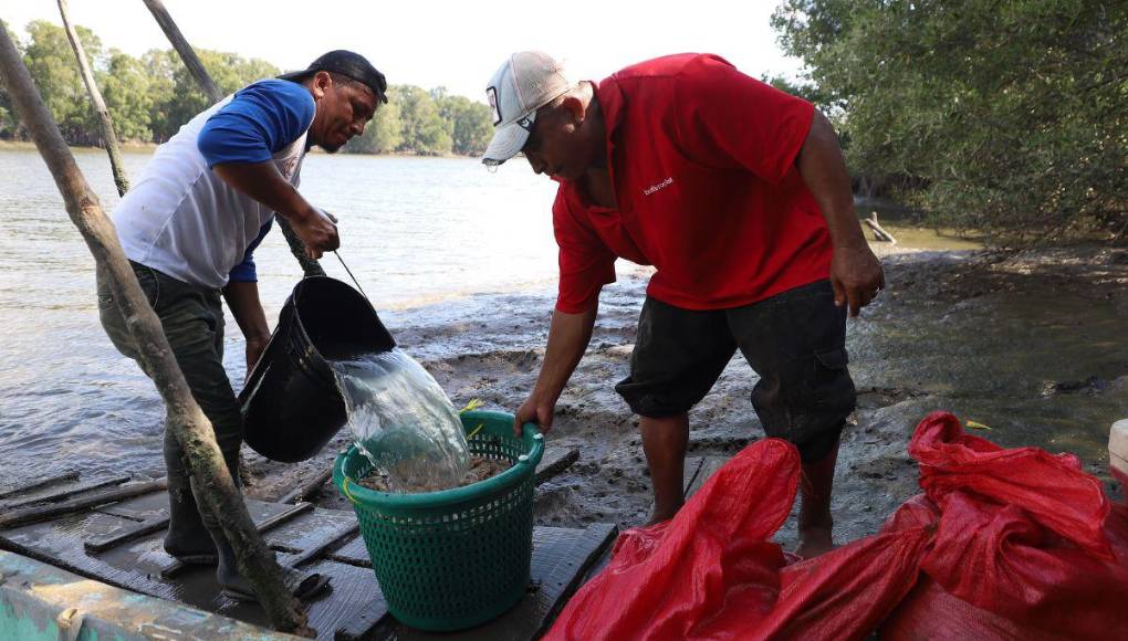 Con lagunas deterioradas y miedo a invertir: la realidad de los productores del camarón