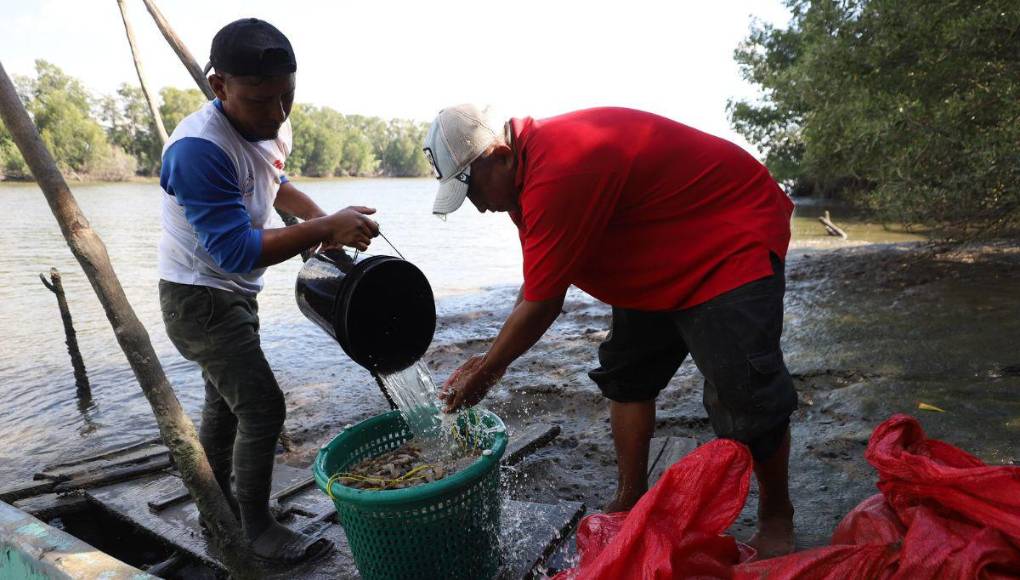 La crisis que sacude a camaroneras hondureñas pese a suspensión de embargo en México