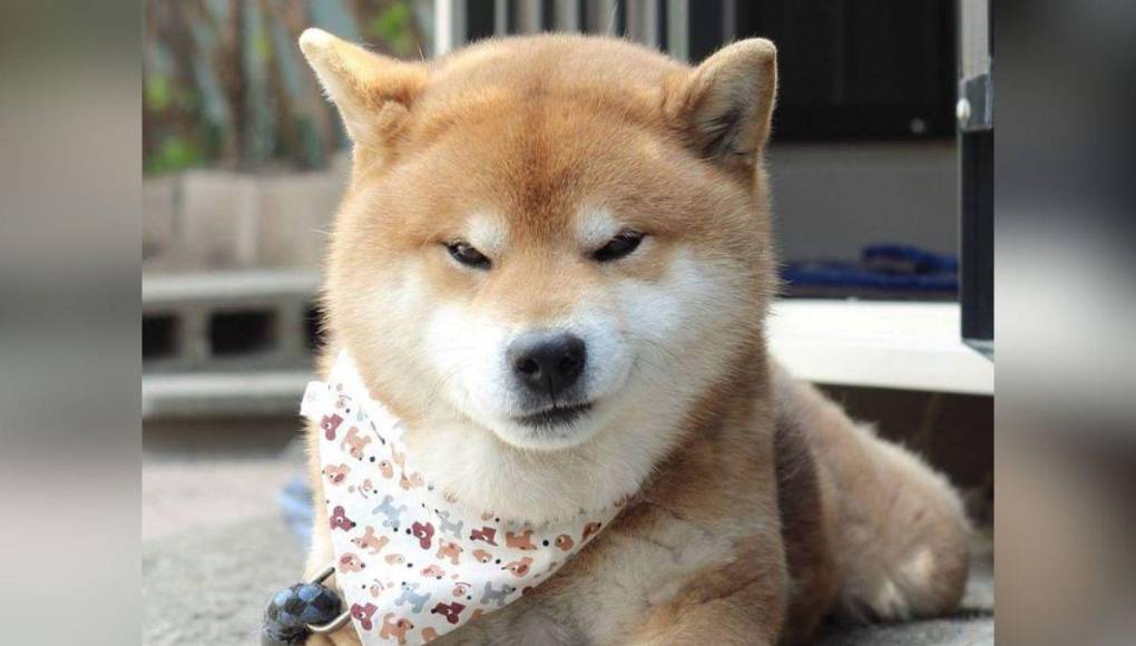 Muere Kabosu, la famosa perra detrás del meme Doge y la criptomoneda Dogecoin