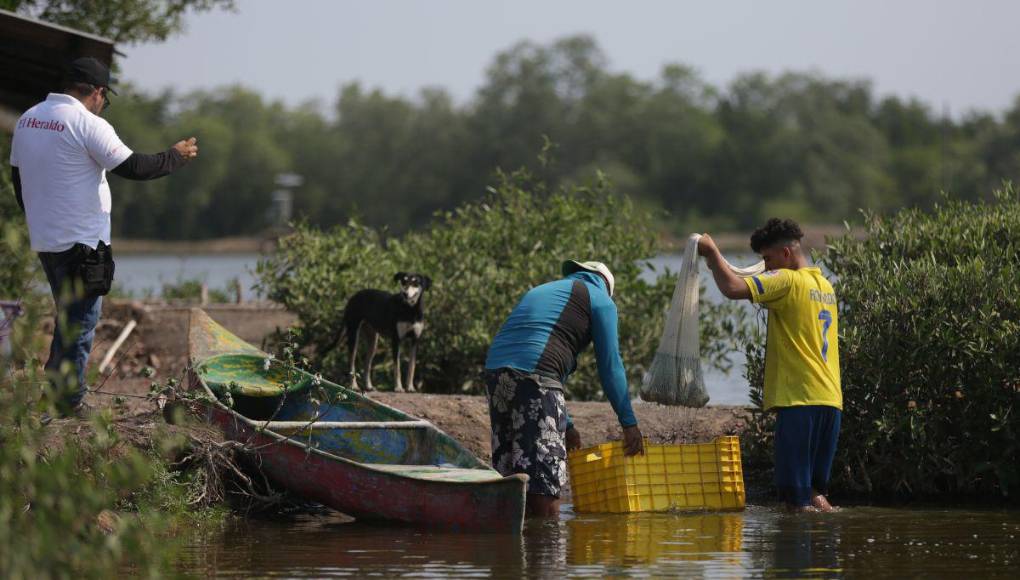 Alarmante cierre de fincas de camarón en Honduras, ¿cuál es la razón?