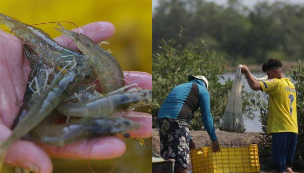 La crisis que sacude a camaroneras hondureñas pese a suspensión de embargo en México
