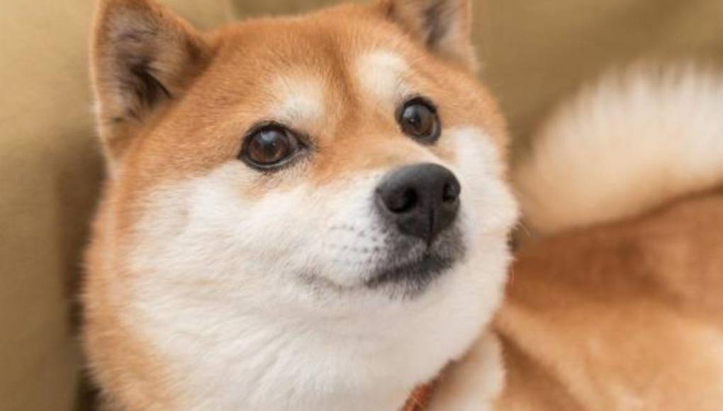 Muere Kabosu, la famosa perra detrás del meme Doge y la criptomoneda Dogecoin