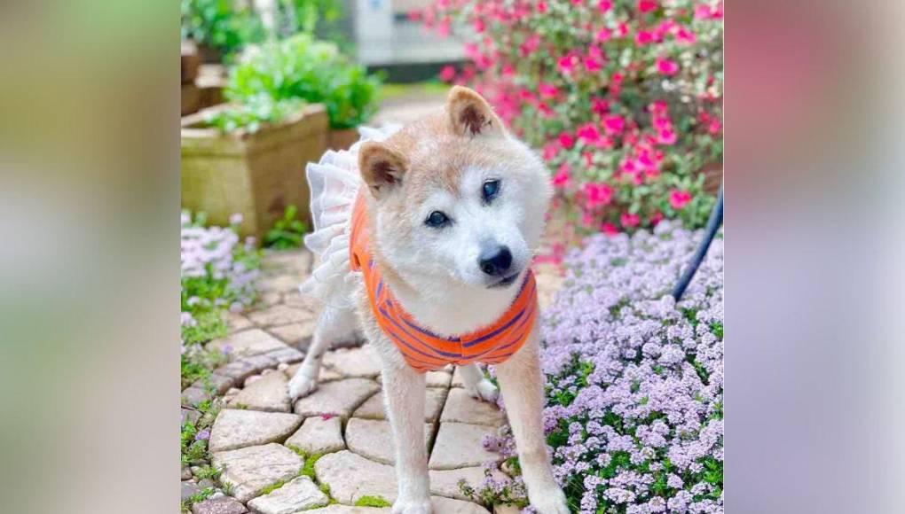 Muere Kabosu, la famosa perra detrás del meme Doge y la criptomoneda Dogecoin