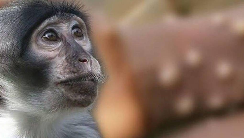 ¿La viruela del mono se puede contagiar por vía aérea?