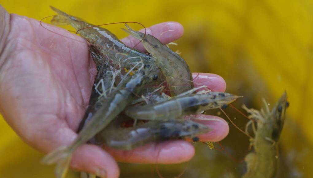 Con lagunas deterioradas y miedo a invertir: la realidad de los productores del camarón