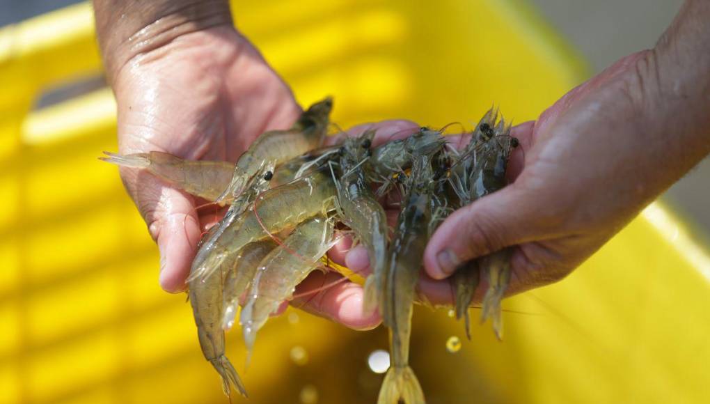 Alarmante cierre de fincas de camarón en Honduras, ¿cuál es la razón?