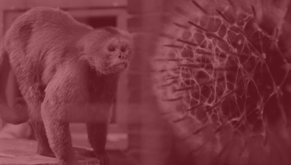 Contagios y tratamientos: Lo que se sabe de la viruela del mono en Honduras
