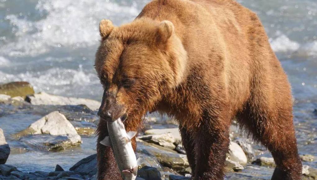 “¡Hazte el muerto!”: los desgarradores últimos momentos de pareja que murió devorada por oso en parque de Alaska