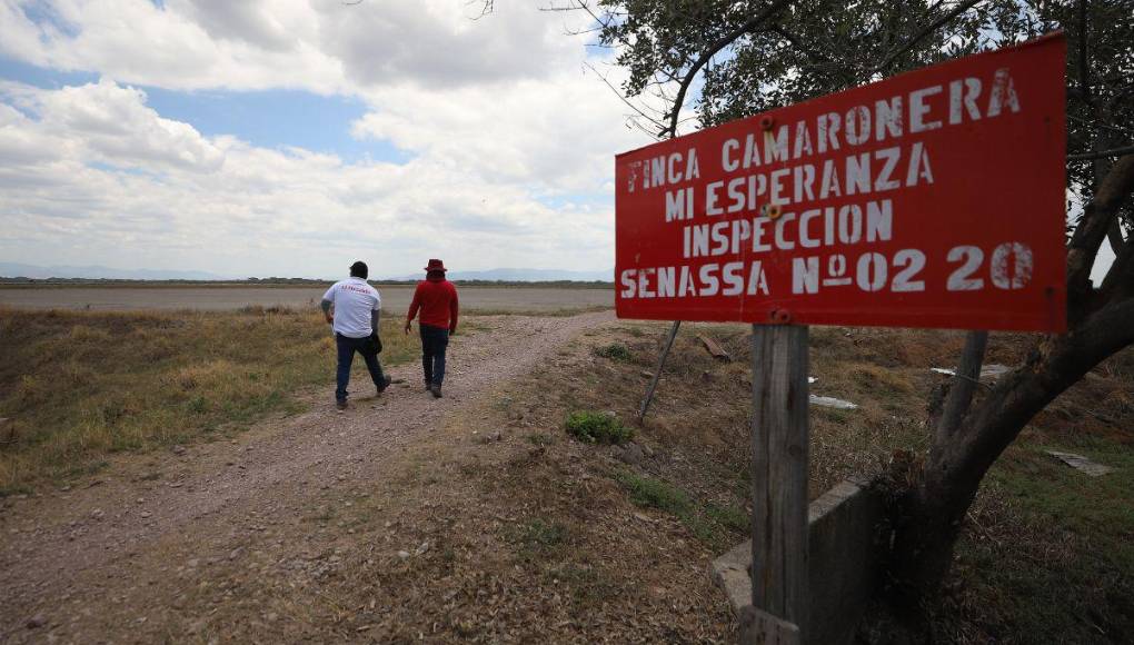 Alarmante cierre de fincas de camarón en Honduras, ¿cuál es la razón?