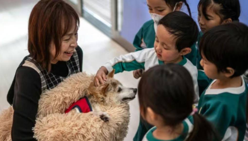 Muere Kabosu, la famosa perra detrás del meme Doge y la criptomoneda Dogecoin