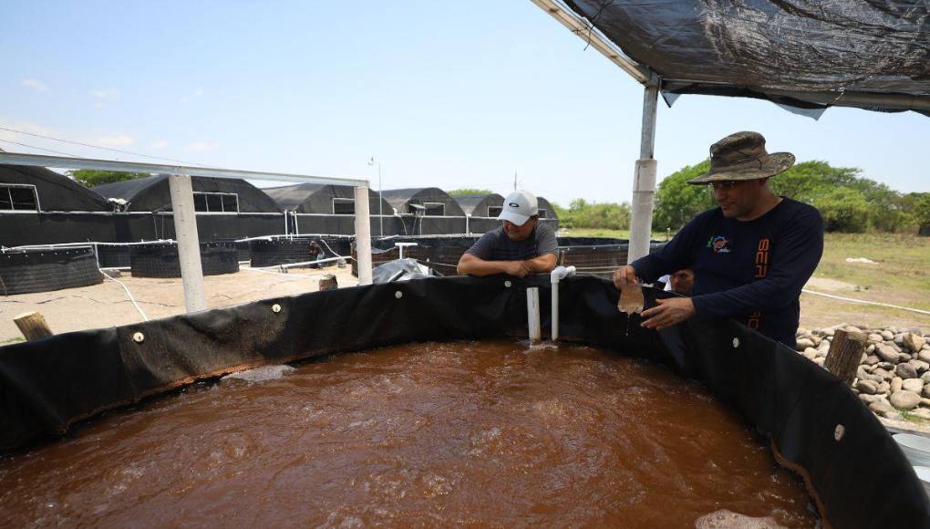 Con lagunas deterioradas y miedo a invertir: la realidad de los productores del camarón