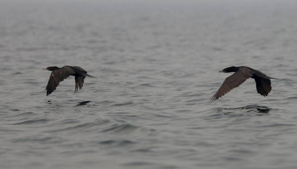Así es la “isla de patos” que están devorando los peces y afectando a pescadores en la represa ‘El Cajón’