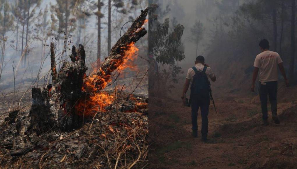 Bruma y árboles quemados se apoderan de La Tigra: así es el ambiente desde adentro