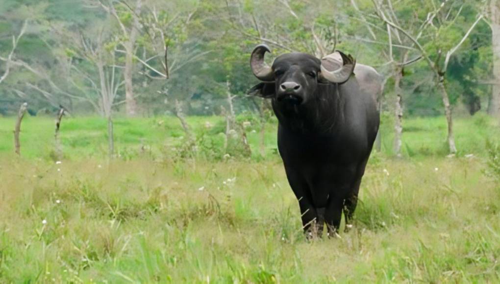 Fincas, carros y mansiones: los lujos del narcotraficante Alexander Ardón