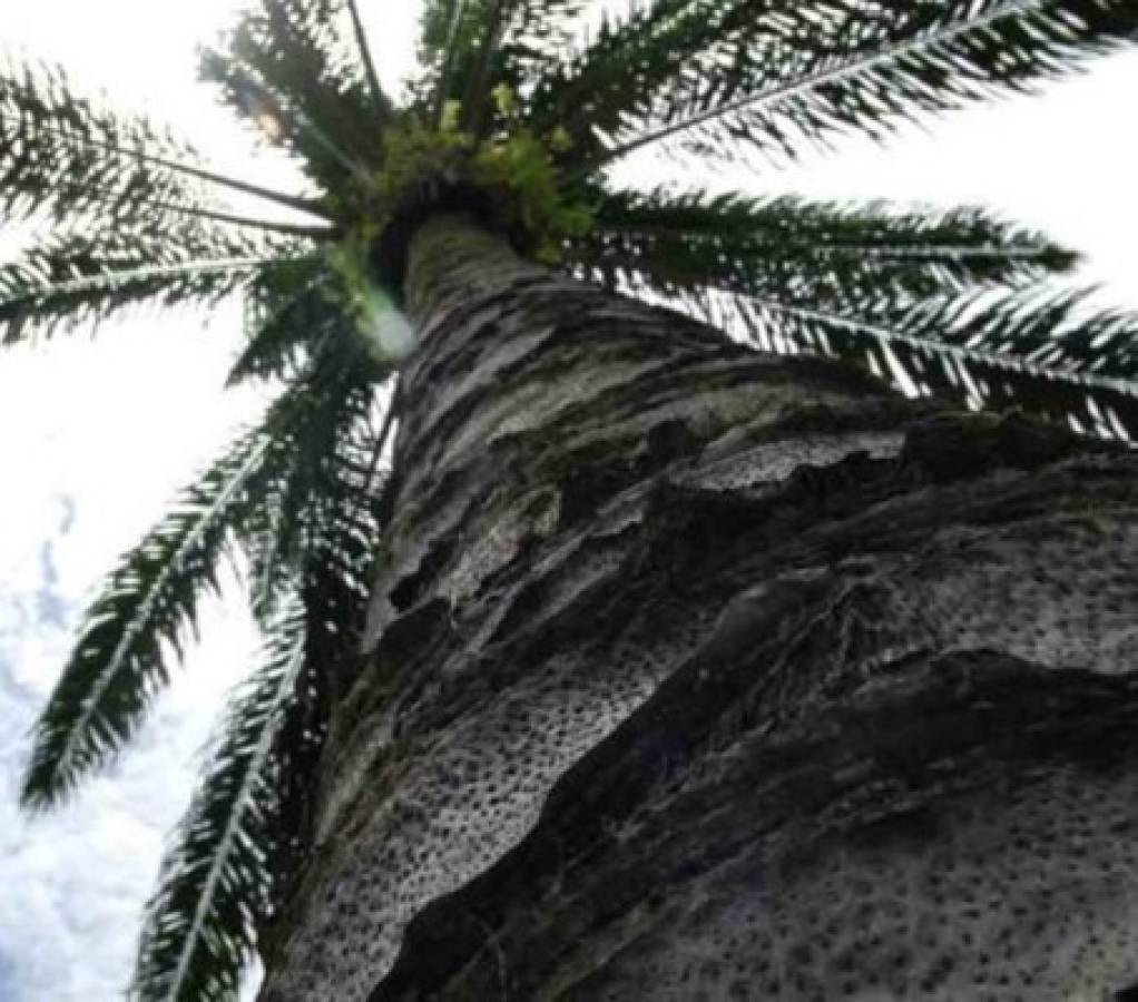 Asesinan en Guatemala a líder indígena que se oponía a cultivo de palma africana