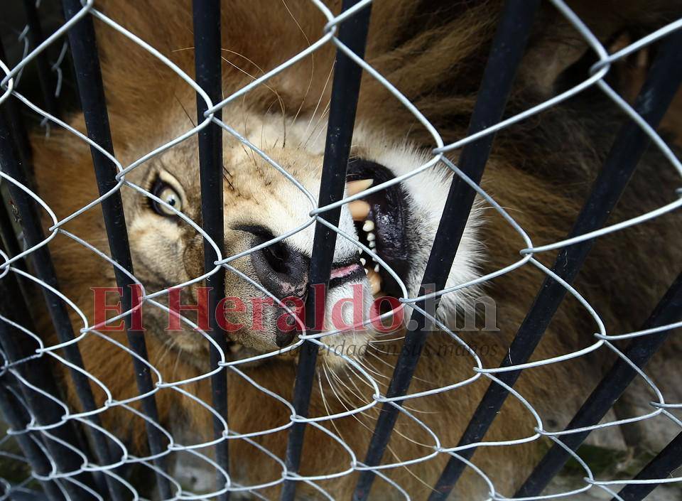 Simba, el gran león del zoológico Rosy Walther que atacó a un imprudente visitante